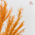 Dry Melaleuca Leaf Orange