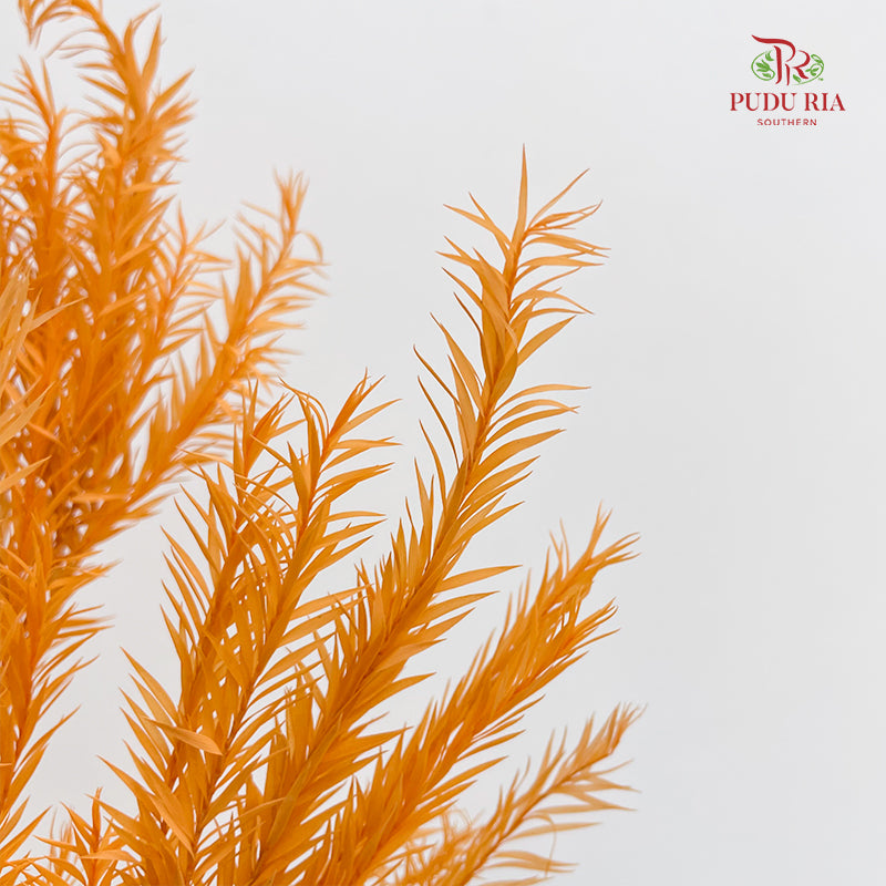 Dry Melaleuca Leaf Orange