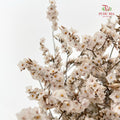 Dry Flower Caspia - Natural