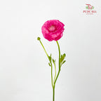 Ranunculus Pink 洋牡丹 - (8-10 Stems)