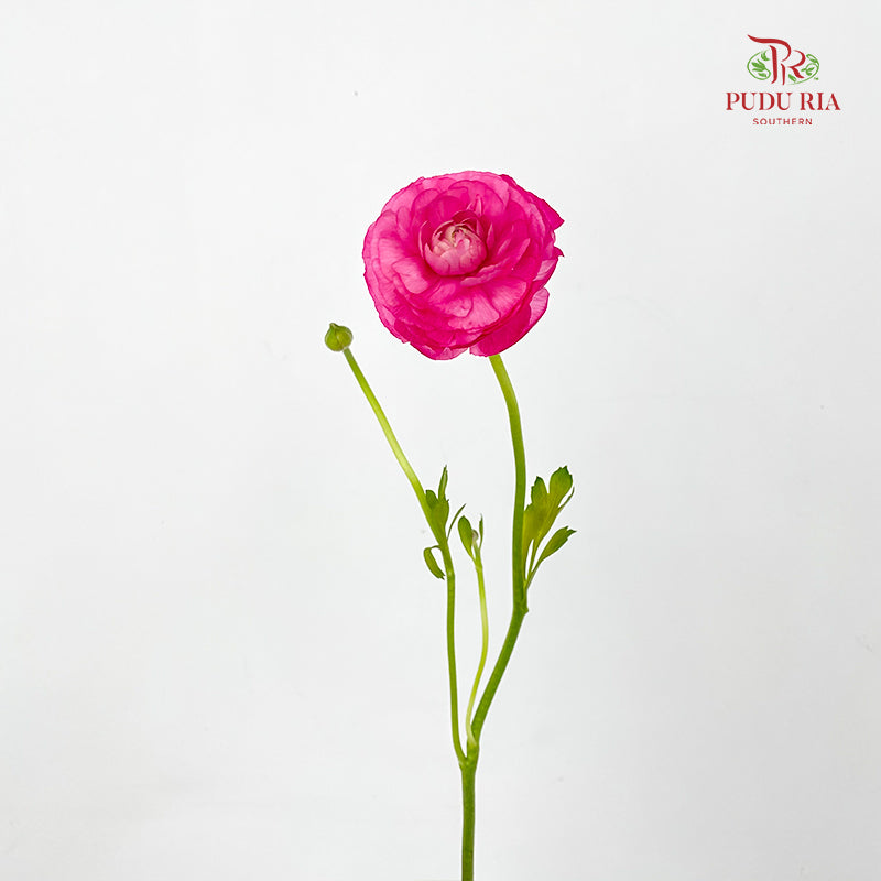 Ranunculus Pink 洋牡丹 - (8-10 Stems)