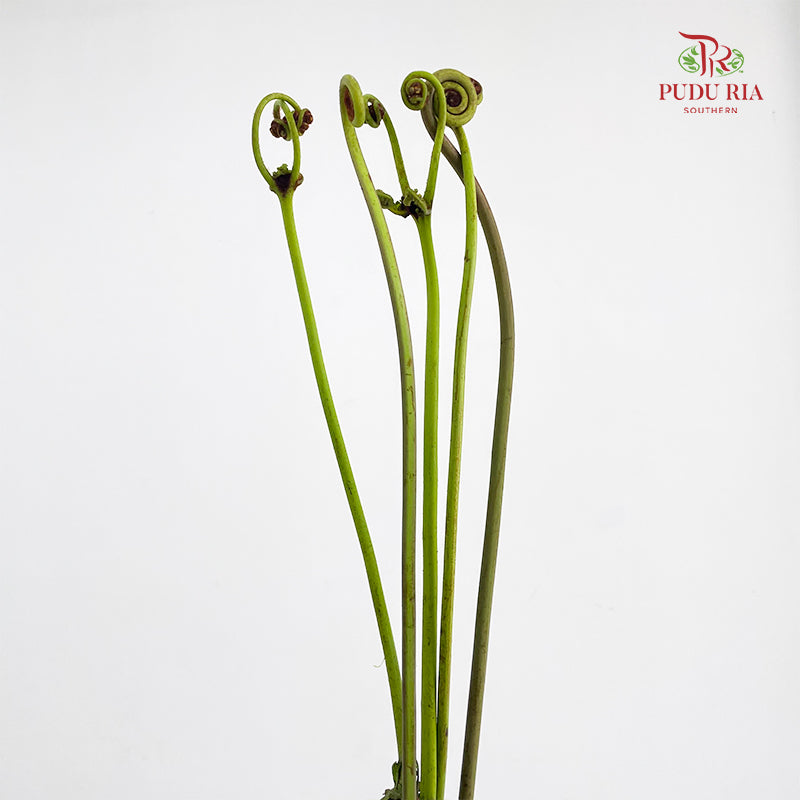 Coil Fern (Wild Cat / Fiddlehead) - (5 Stems)