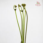 Coil Fern (Wild Cat / Fiddlehead) - (5 Stems)