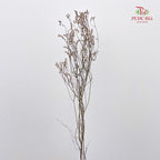 Dry Flower Caspia - Natural