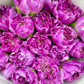 Carnation St Freya - (18-20 Stems)