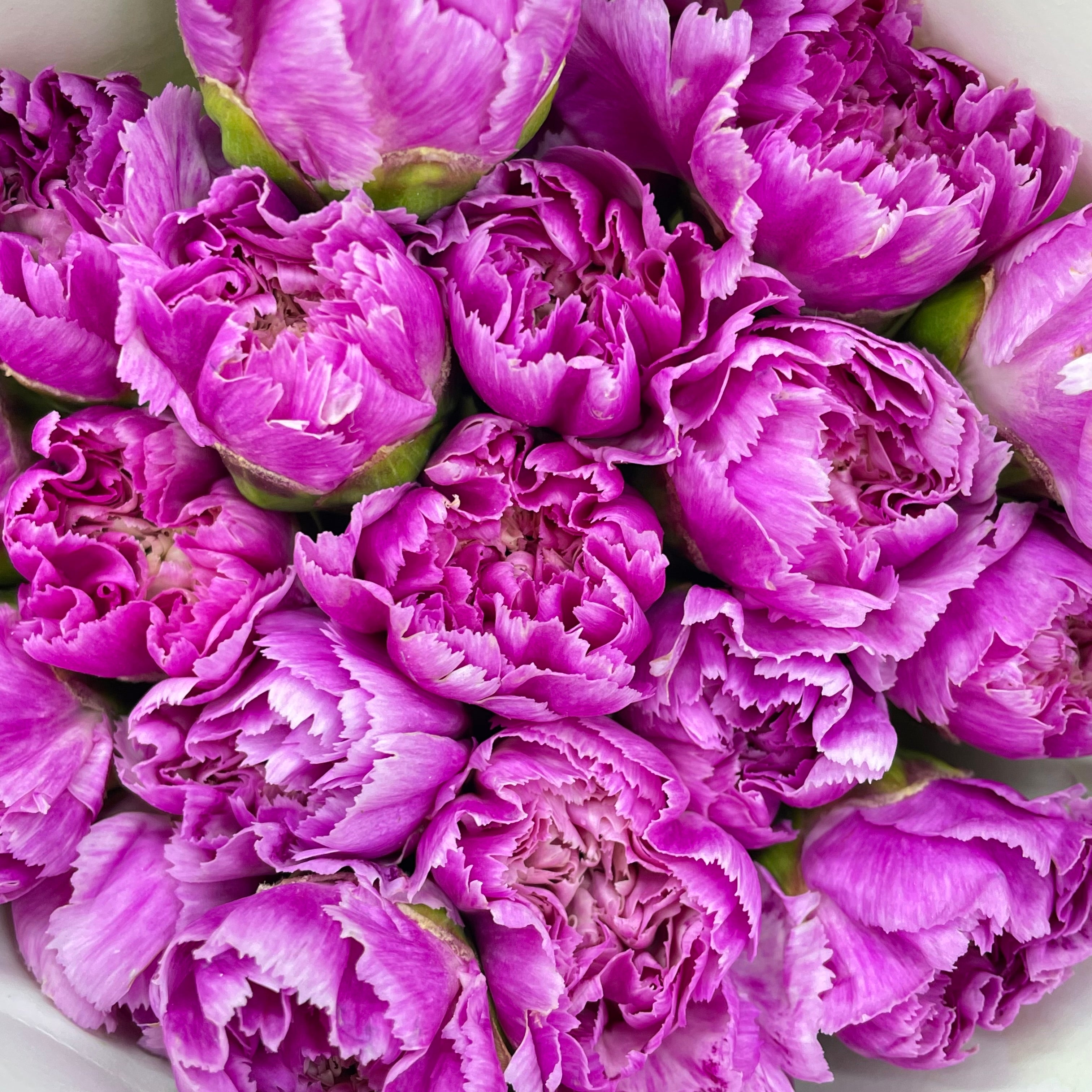 Carnation St Freya - (18-20 Stems)