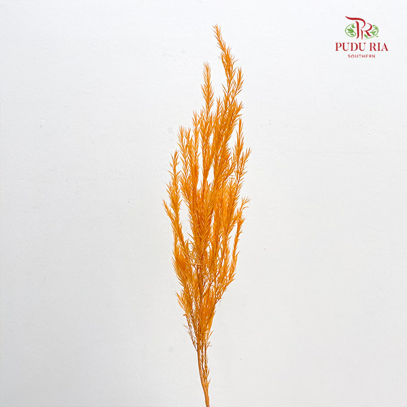 Dry Melaleuca Leaf Orange