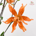 Tiger Lily Mini  虎皮百合 - (5 Stems)