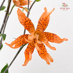 Tiger Lily Mini  虎皮百合 - (5 Stems)