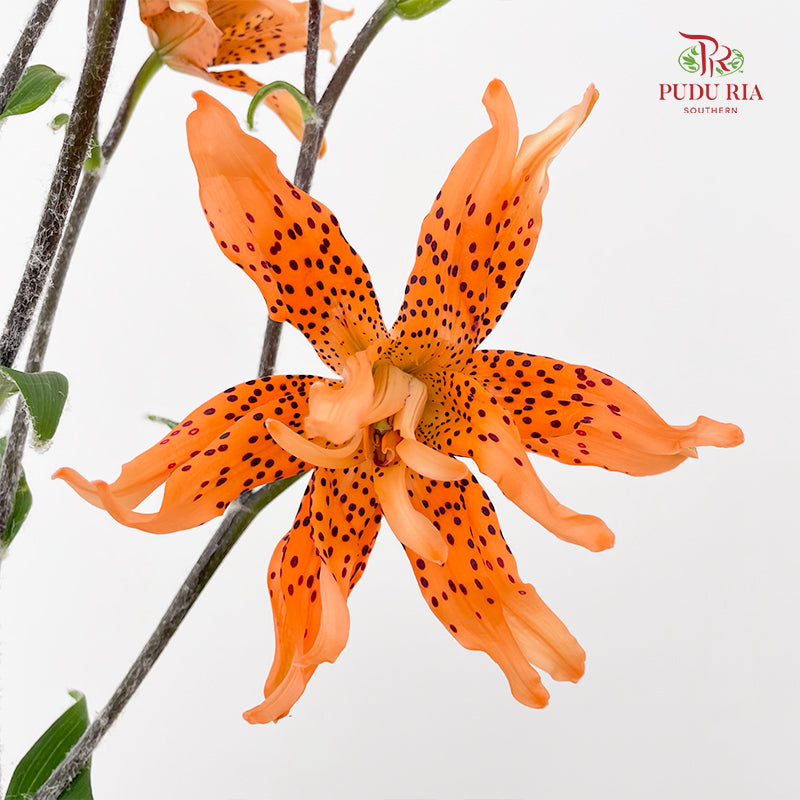 Tiger Lily Mini  虎皮百合 - (5 Stems)