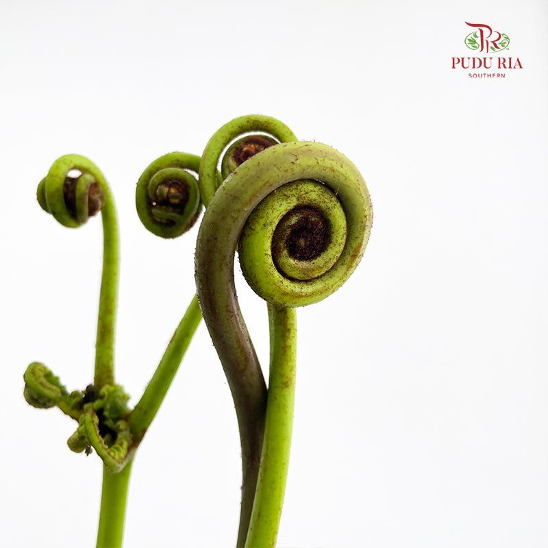 Coil Fern (Wild Cat / Fiddlehead) - (5 Stems)