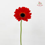 Gerbera Orange 非洲菊 - (8-10 Stems)