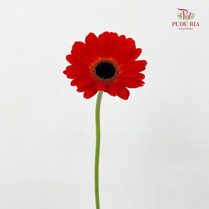 Gerbera Dark Orange - (8-10 Stems)