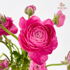 Ranunculus Pink 洋牡丹 - (8-10 Stems)