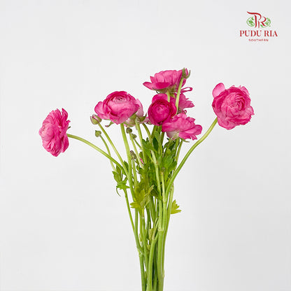Ranunculus Pink 洋牡丹 - (8-10 Stems)