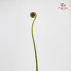 Coil Fern (Wild Cat / Fiddlehead) - (5 Stems)