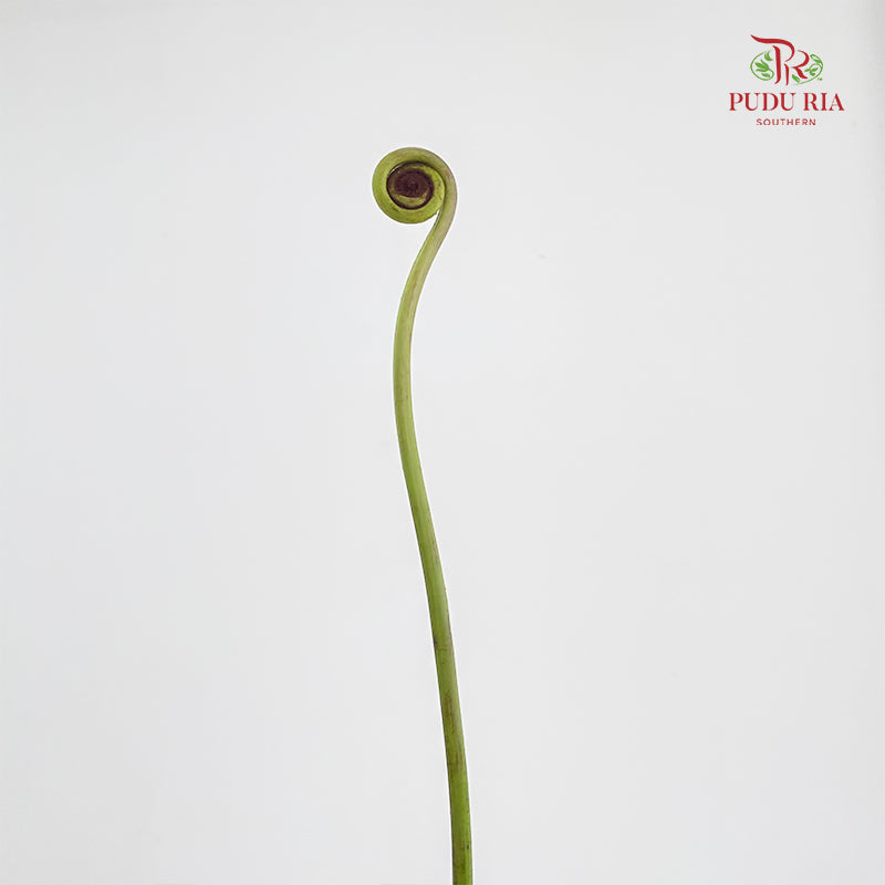 Coil Fern (Wild Cat / Fiddlehead) - (5 Stems)