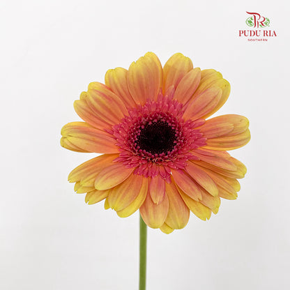 Gerbera Pink/Yellow - (8-10 Stems)