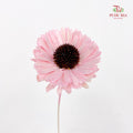 Dry Sola Sunflower Pink - Per Stem