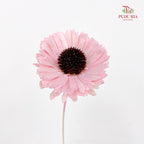 Dry Sola Sunflower Pink - Per Stem