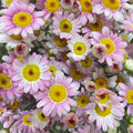 Margaret Pink - (Per Bundle)