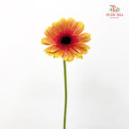 Gerbera Yellow 非洲菊 - (8-10 Stems)