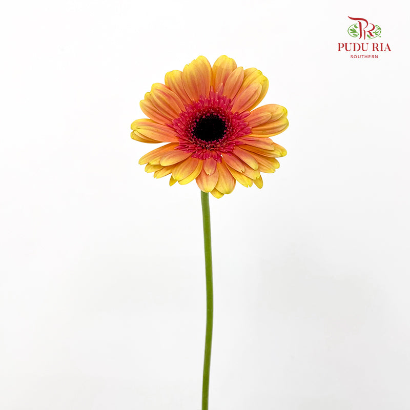 Gerbera Pink/Yellow - (8-10 Stems)