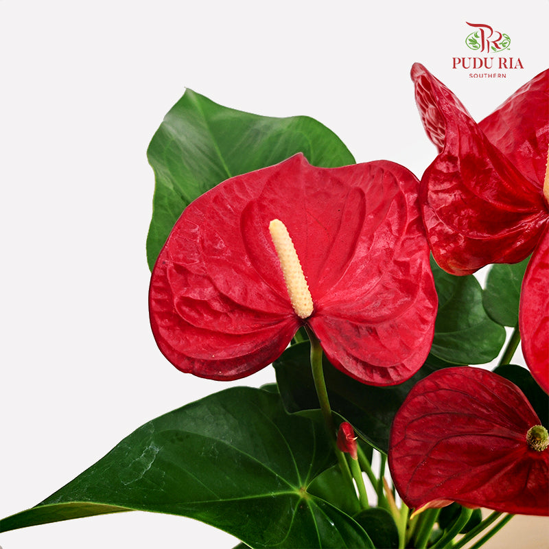 Premium Anthurium Red