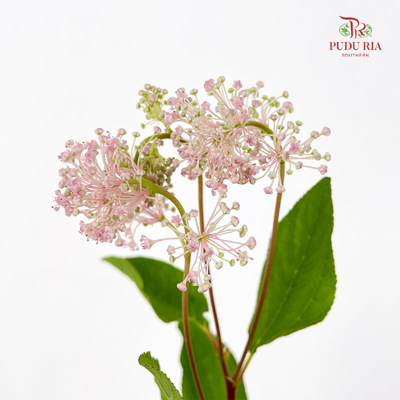 Ceanothus X Pallidus 美洲茶 - (5 Stems)