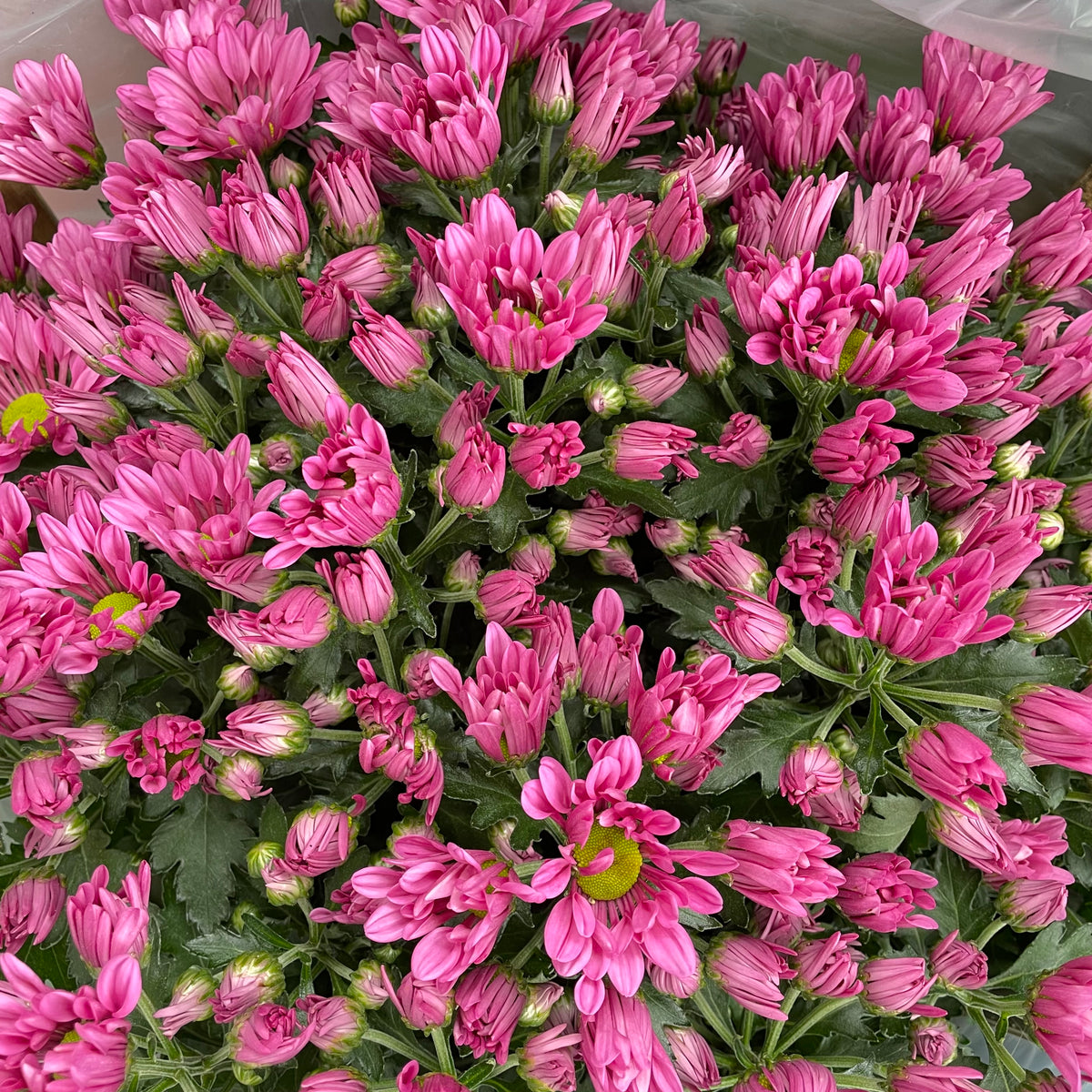 Chrysanthemum Pom-Pom (12寸盆) 菊花
