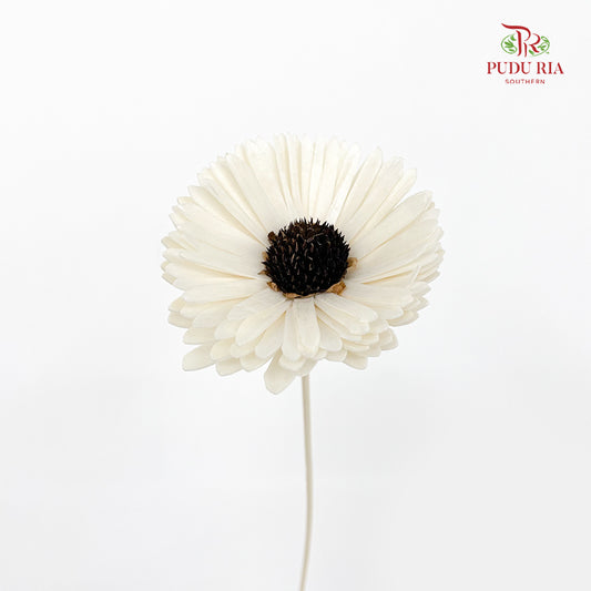 Dry Sola Sunflower White - Per Stem