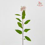 Ceanothus X Pallidus 美洲茶 - (5 Stems)