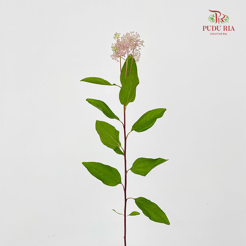 Ceanothus X Pallidus 美洲茶 - (5 Stems)