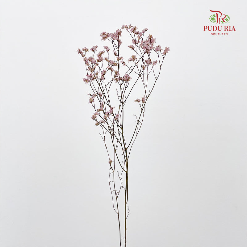 Dry Flower Caspia - Pink