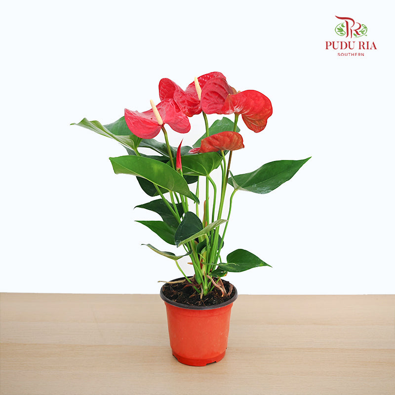 Premium Anthurium Red
