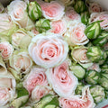 Rose Spray Sulawesi - (8-10 Stems)
