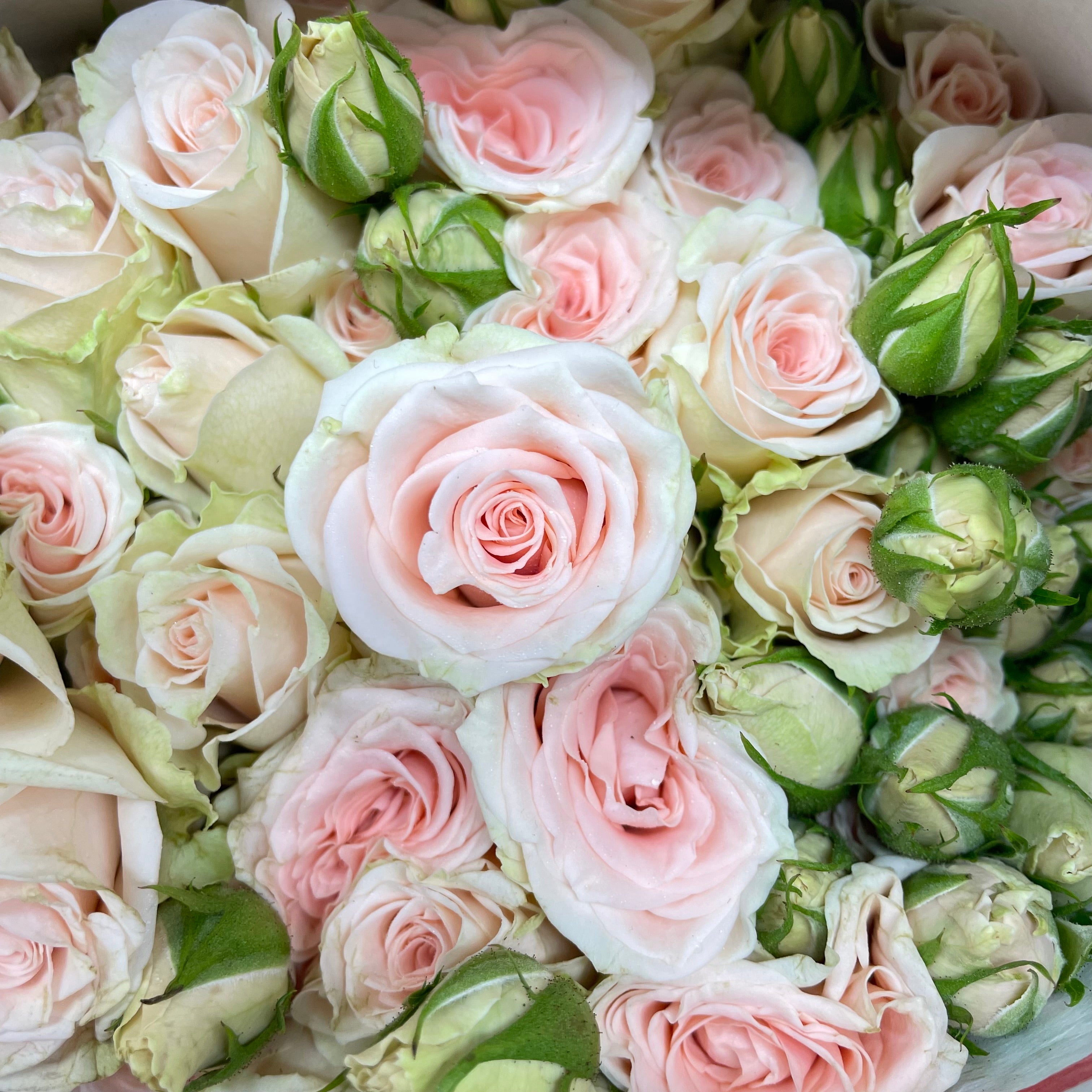Rose Spray Sulawesi - (8-10 Stems)