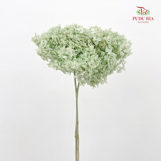 Preservative Hydrangea - Green / Per Stem