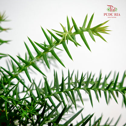 Araucaria Bonsai 澳洲衫