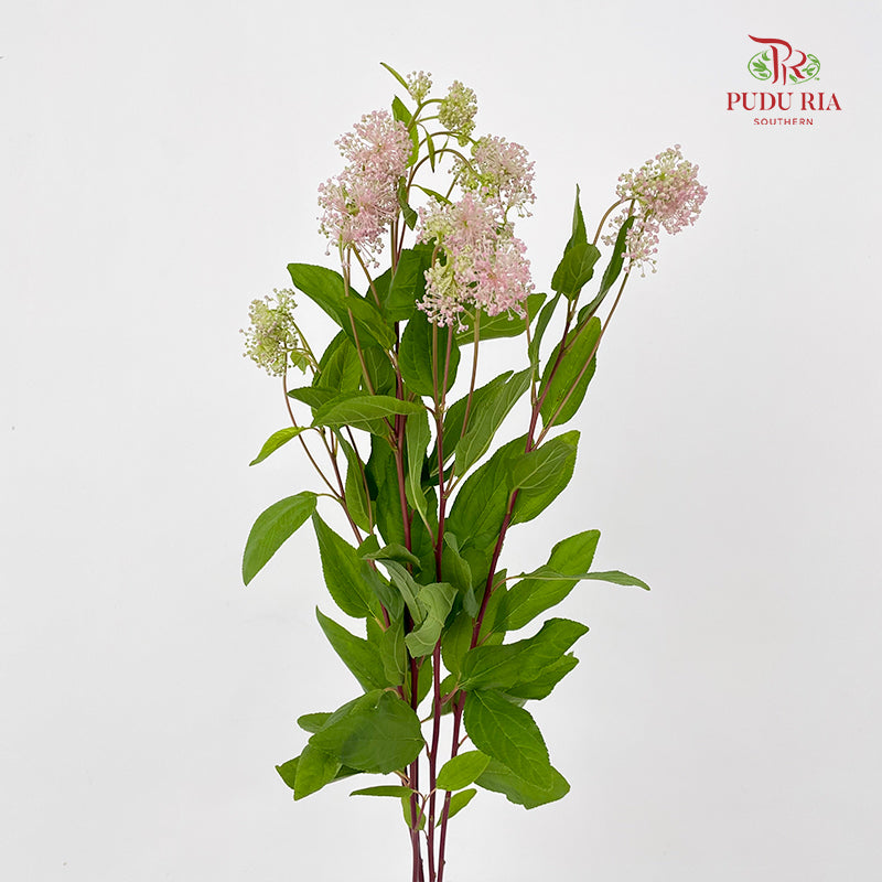 Ceanothus X Pallidus 美洲茶 - (5 Stems)