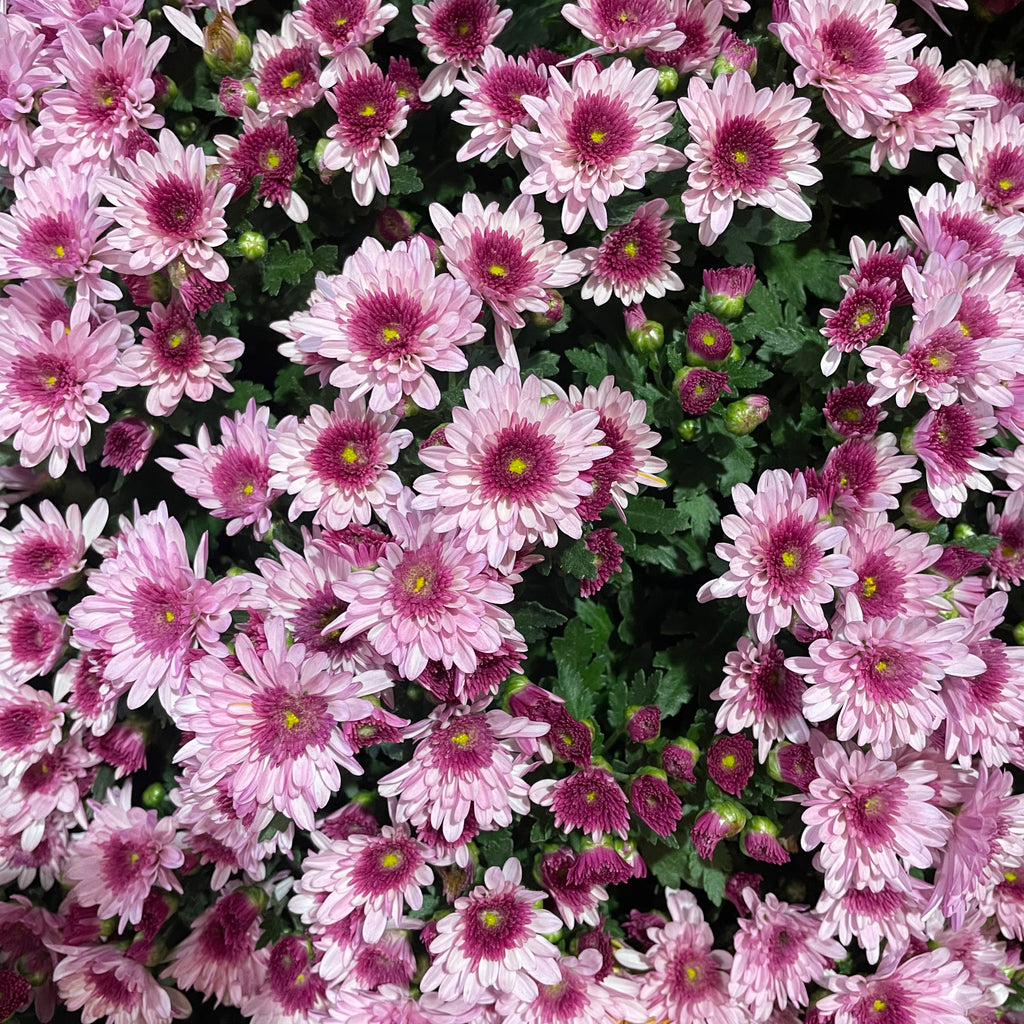 Chrysanthemum Gypsophilla P210  菊花满天星 2025