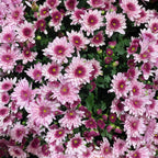 Chrysanthemum Gypsophilla P210  菊花满天星 2025