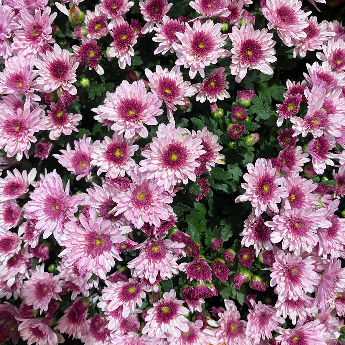 Chrysanthemum Gypsophilla P210  菊花满天星 2025