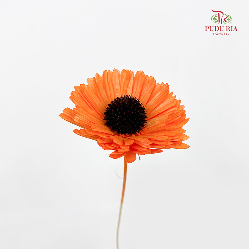 Dry Sola Sunflower Orange - Per Stem