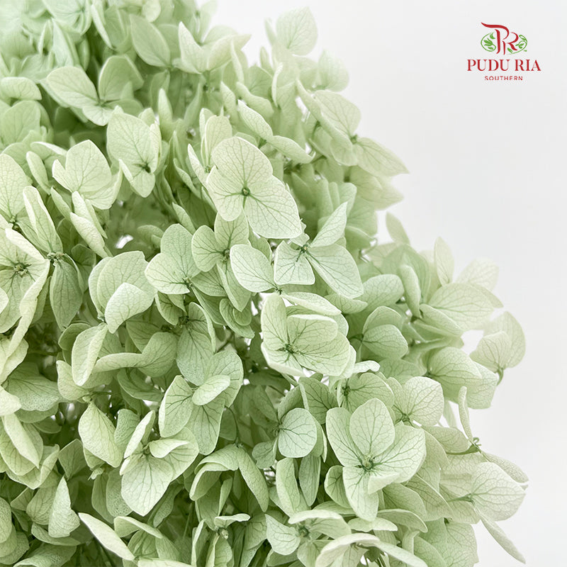 Preservative Hydrangea - Green / Per Stem