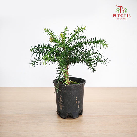 Araucaria Bonsai 澳洲衫