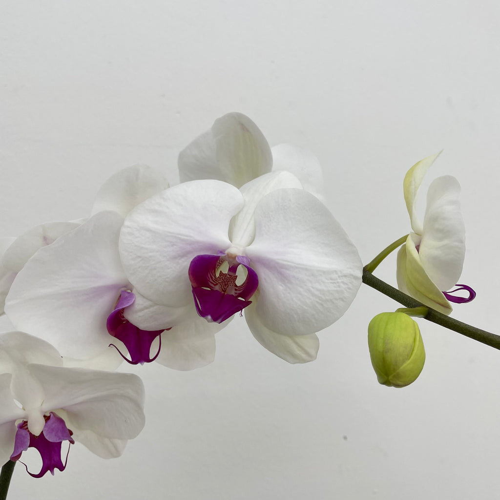 Phalaenopsis Orchid White Purple Big