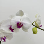 Phalaenopsis Orchid White Purple Big