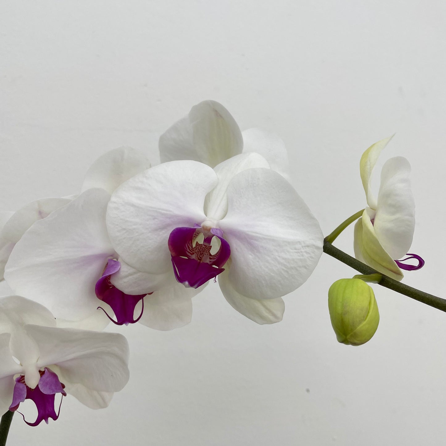 Phalaenopsis Orchid White Purple Big