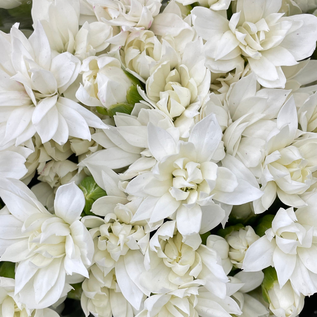 Carnation Spray Star Tessino White - (18-20 Stems)